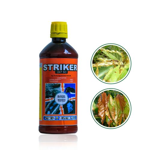 Striker 1 No