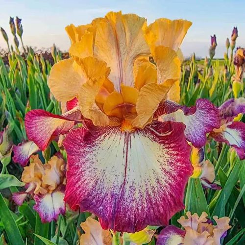 Alltime Iris Cont 702 580 Ml