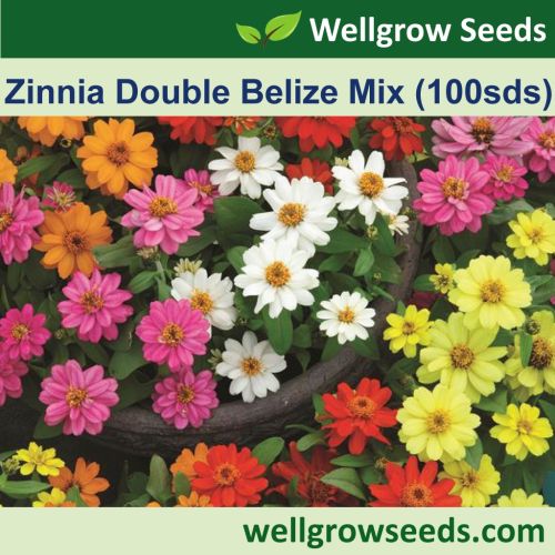 P/w Zinnia Petjar 2 Pc